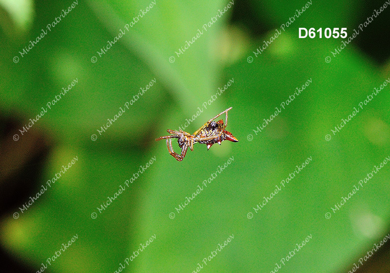 Arrow-shaped Micrathena (Micrathena sagittata)